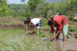 चैते धान लगाउने किसानकाे संख्या घट्दाे, सिँचाइ सुविधा नभएकाे गुनासाे